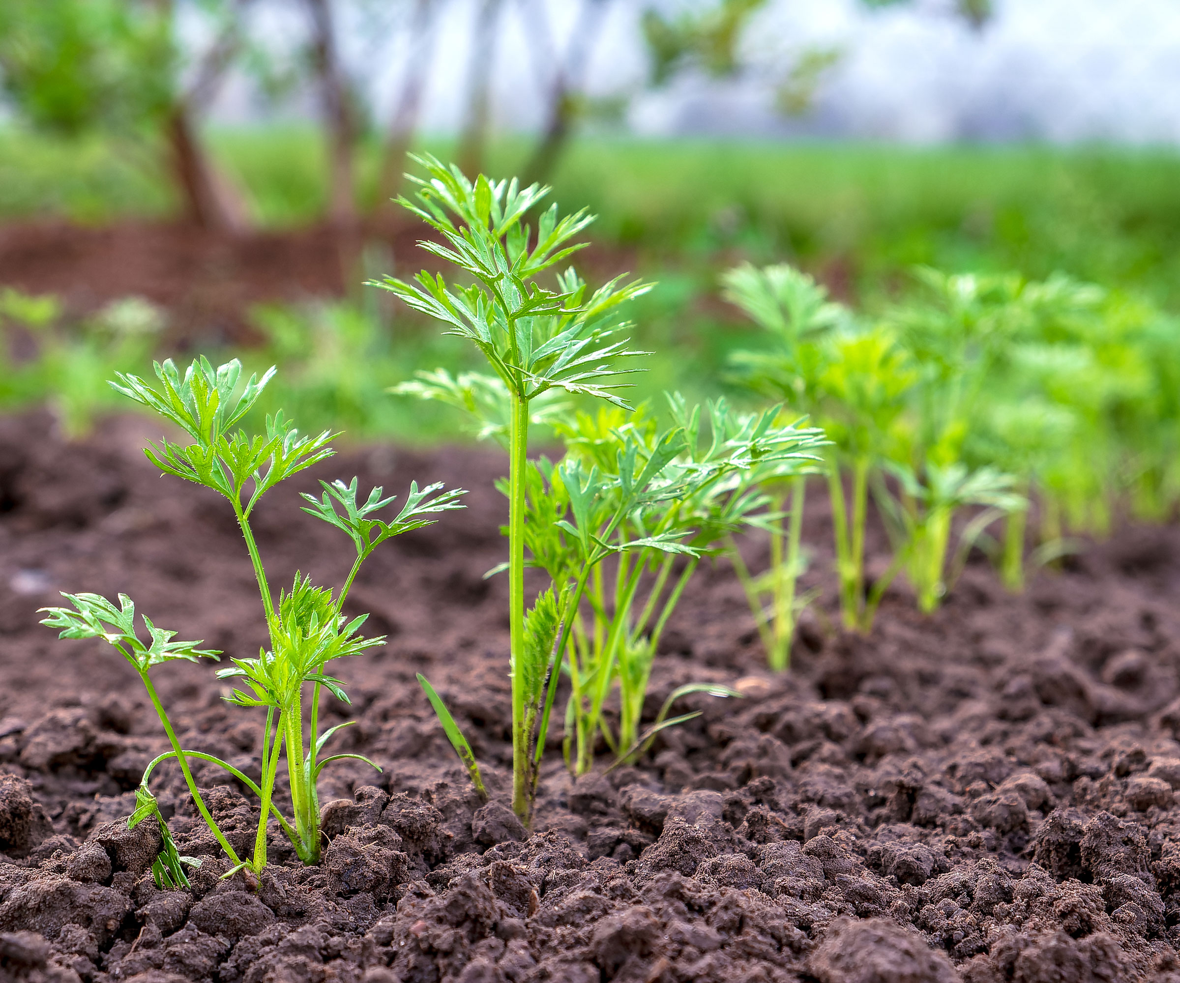 8 plants to plant in winter for a head start on your garden 3 carrot seedlings growing in soil