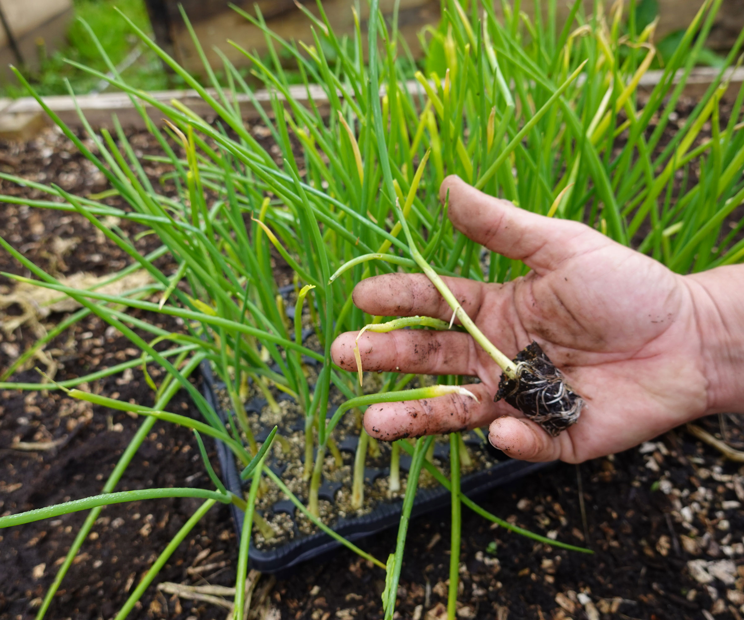 8 plants to plant in winter for a head start on your garden 1 scallion seedling being handled