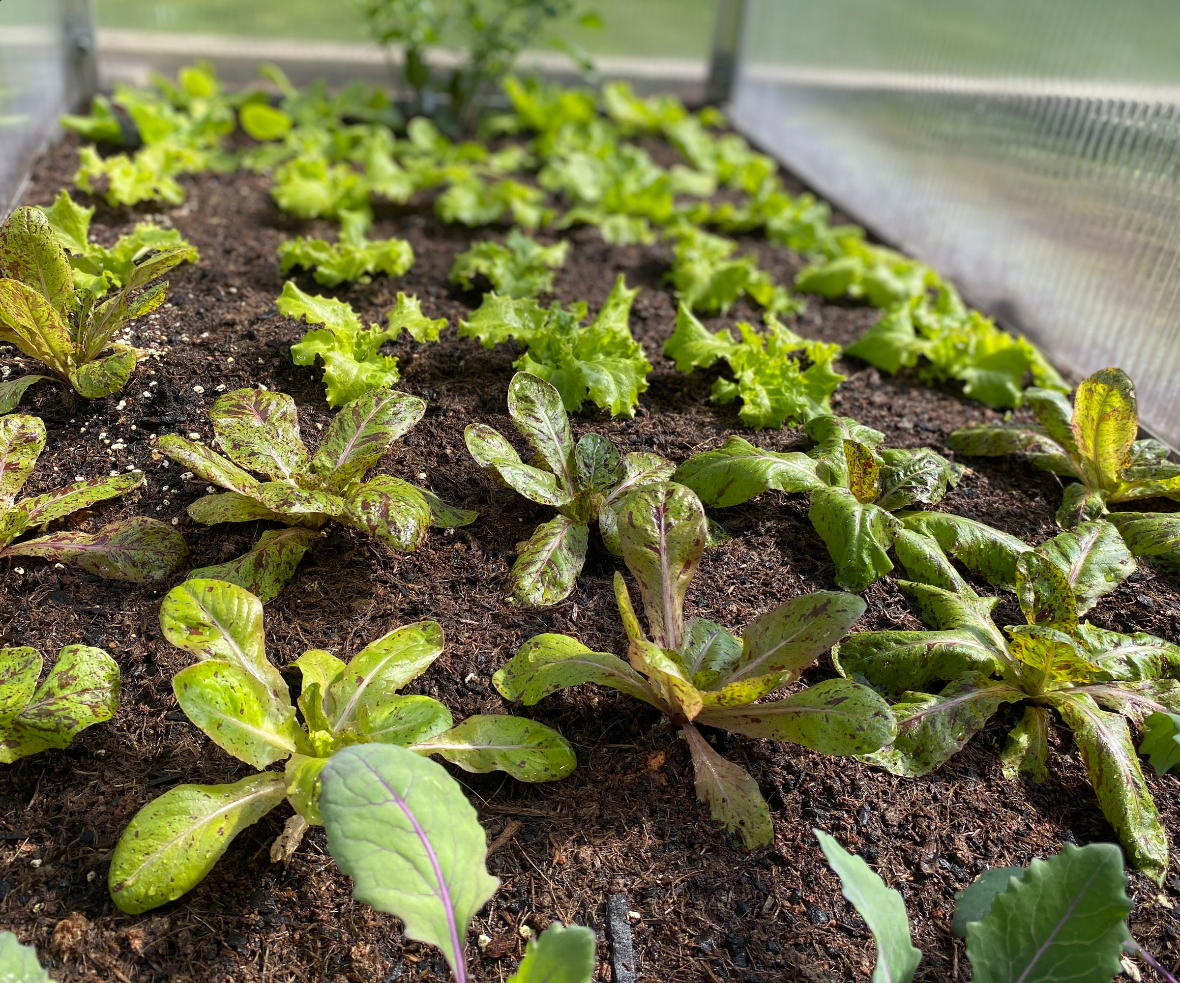 8 plants to plant in winter for a head start on your garden 2 leafy green seedlings in cold frame