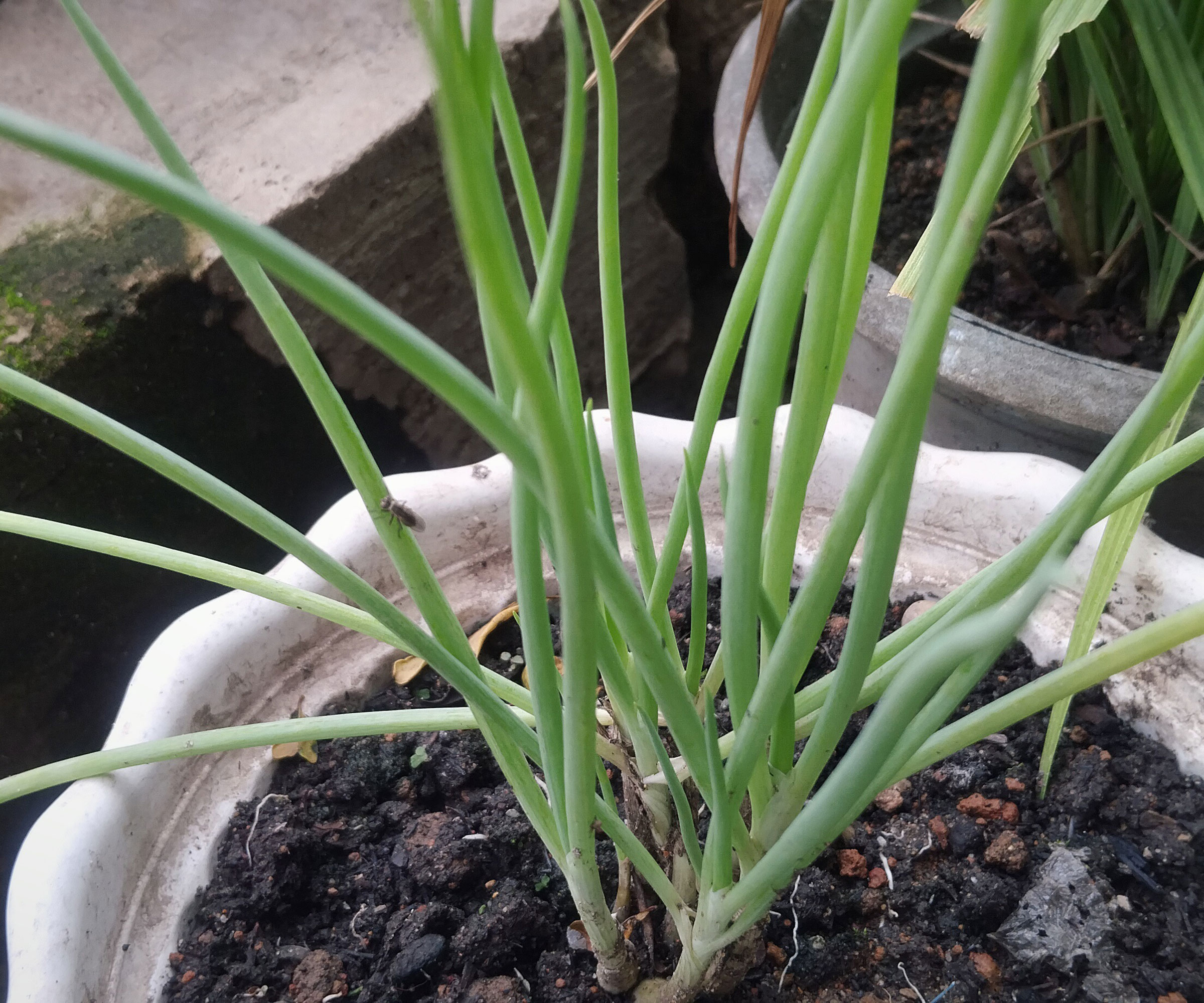 8 plants to plant in winter for a head start on your garden 6 leek seedlings in white pot