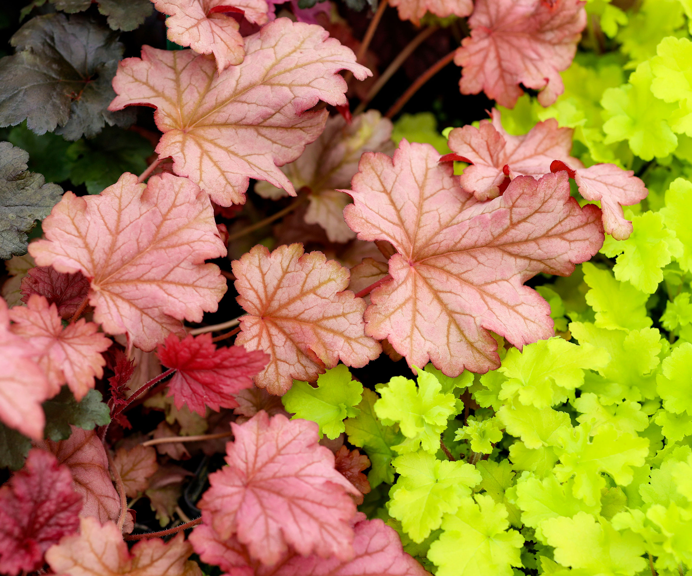 coral bells paprika showing mixed color leaves