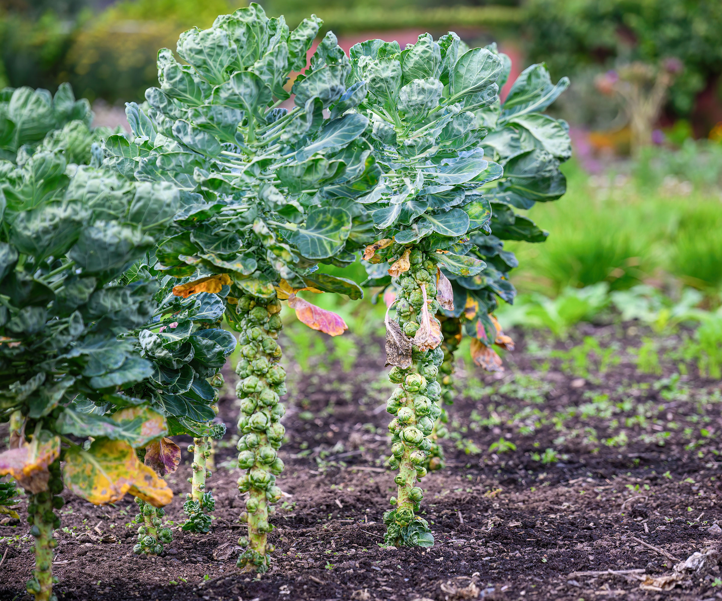 brussels sprouts growing on vegetable plot