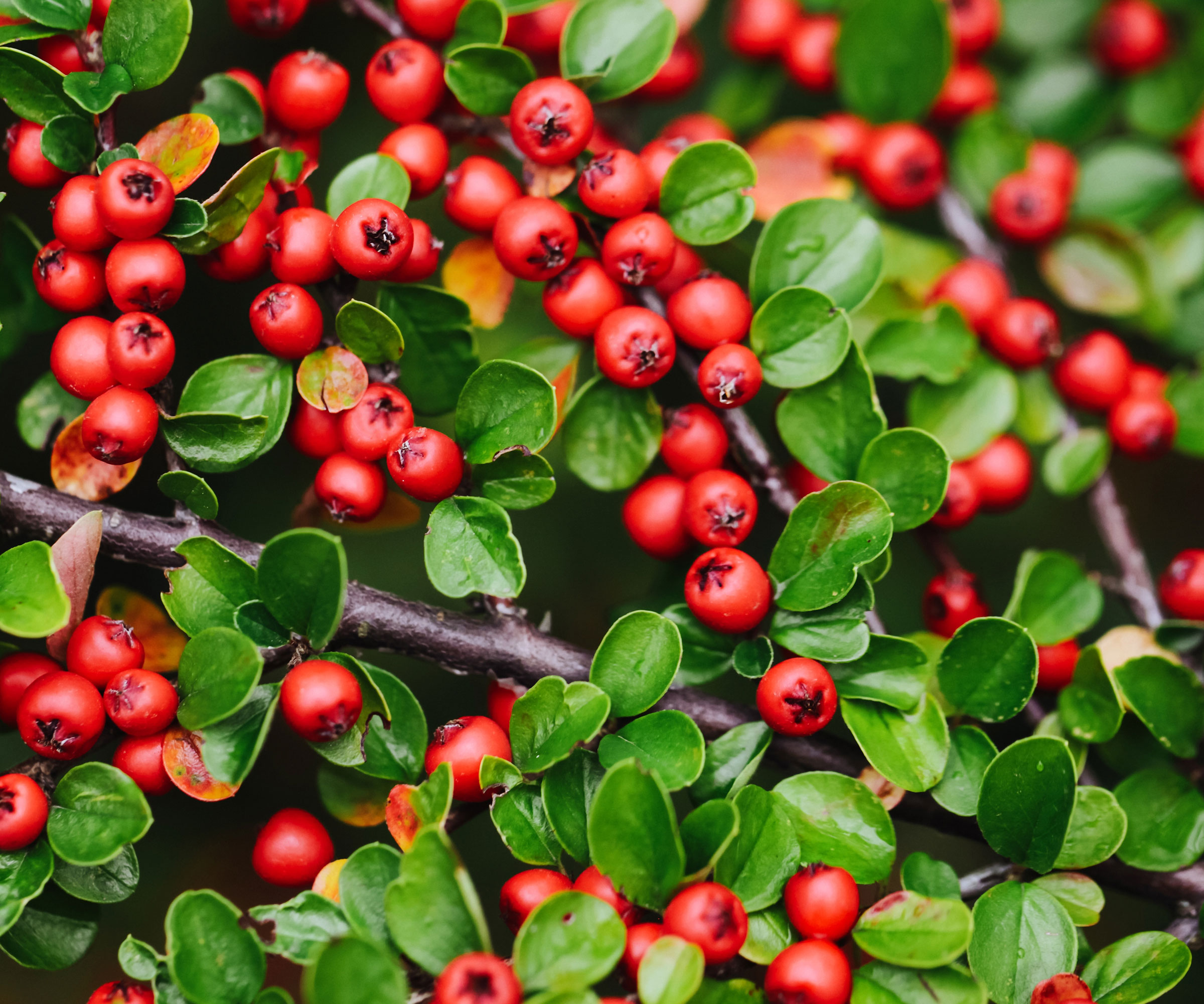 cotoneaster bush with red berries