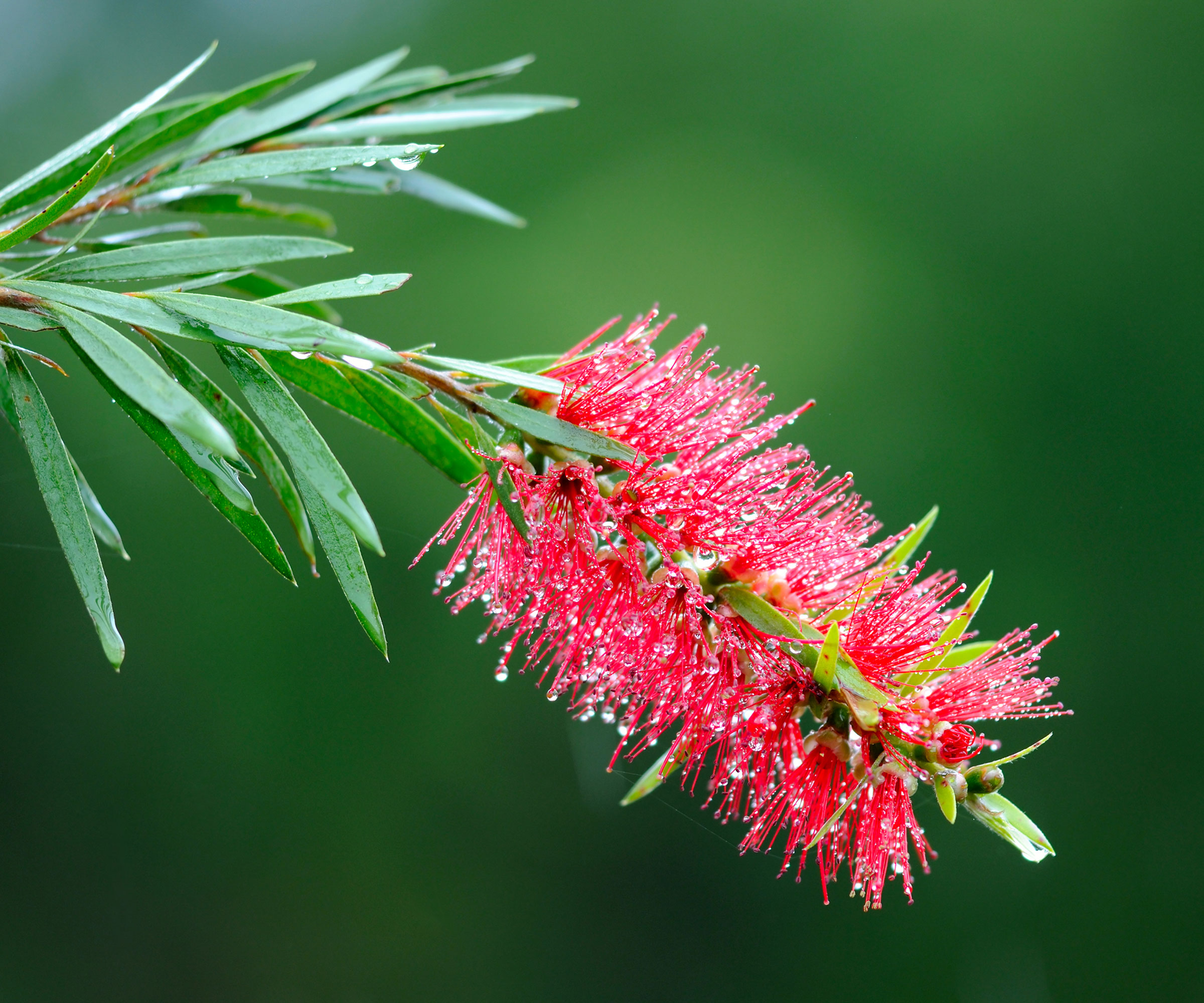 bottlebrush in bloom with raindrops
