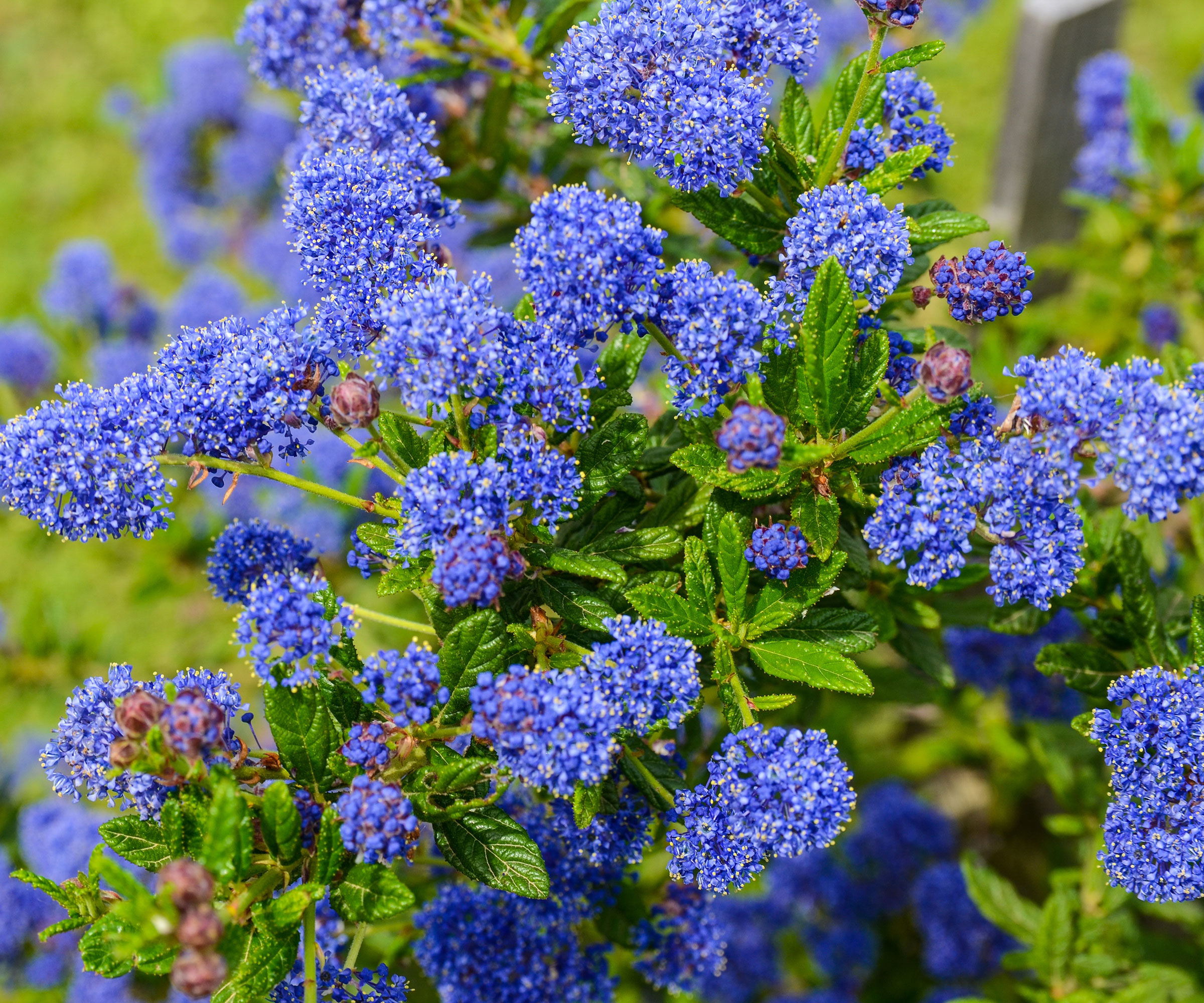 californian lilac in full bloom