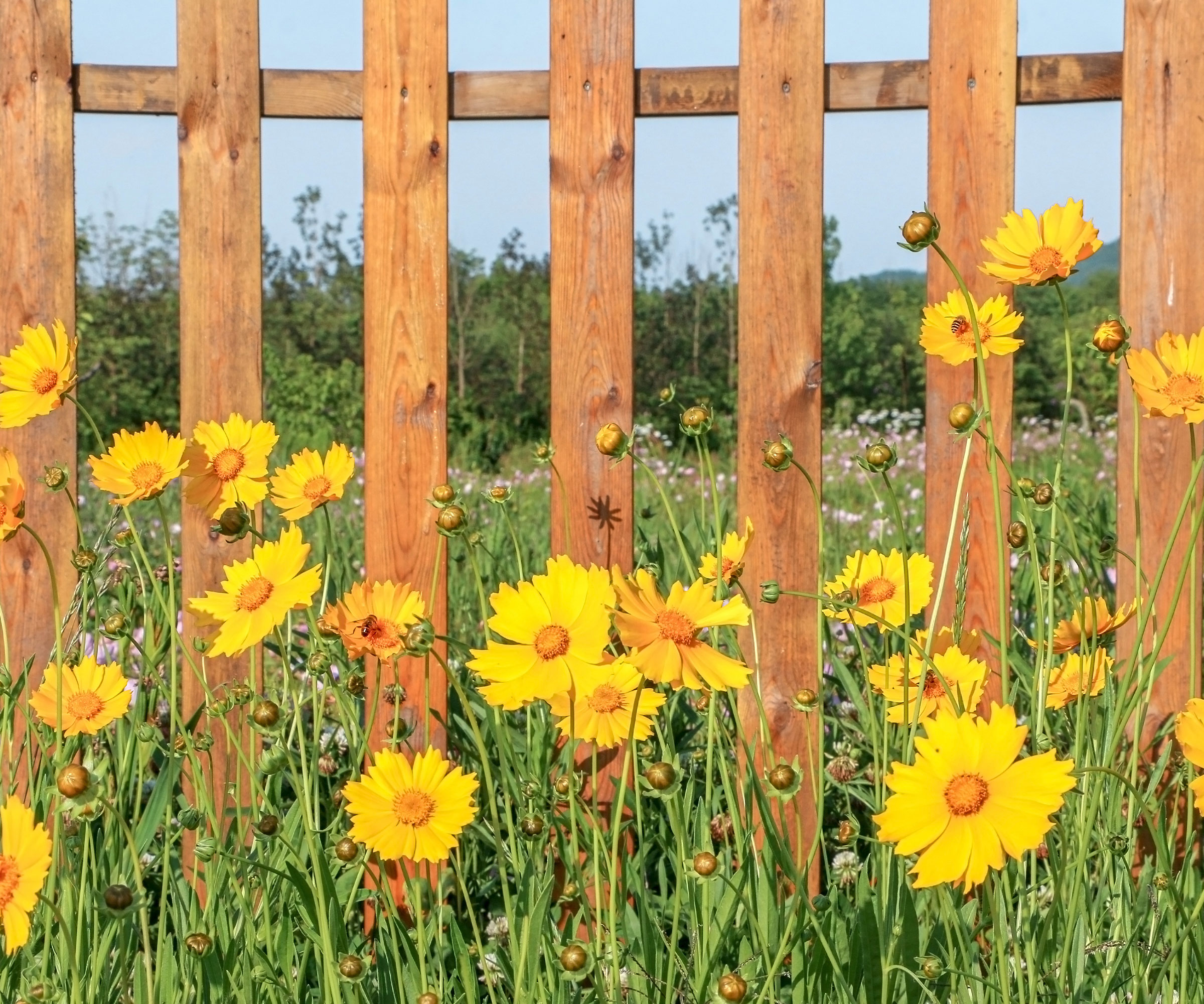 yellow coreopsis growing in back garden