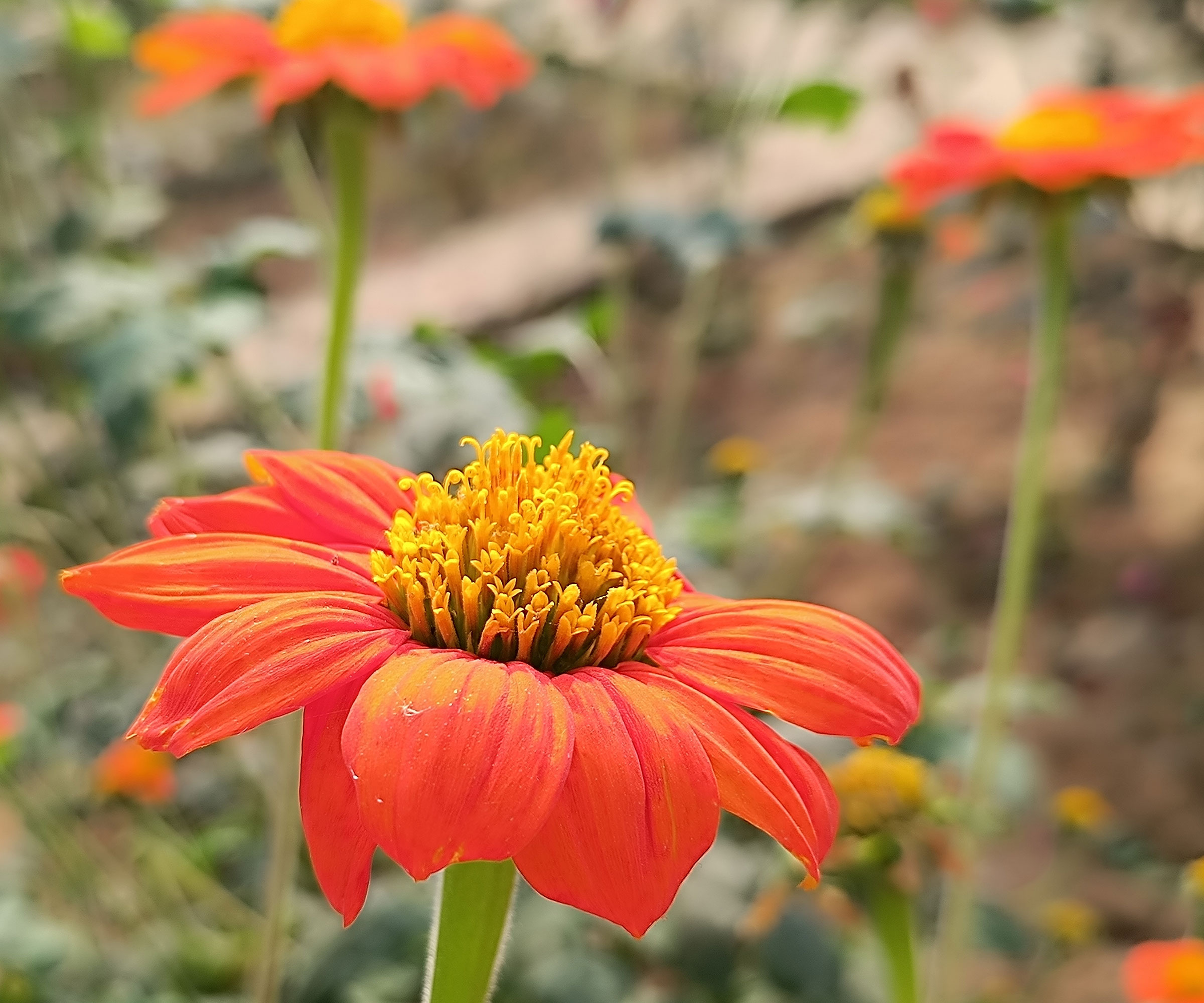 7 best raised flower bed ideas for longer lasting floral color 6 mexican sunflowers blooming in raised flower bed