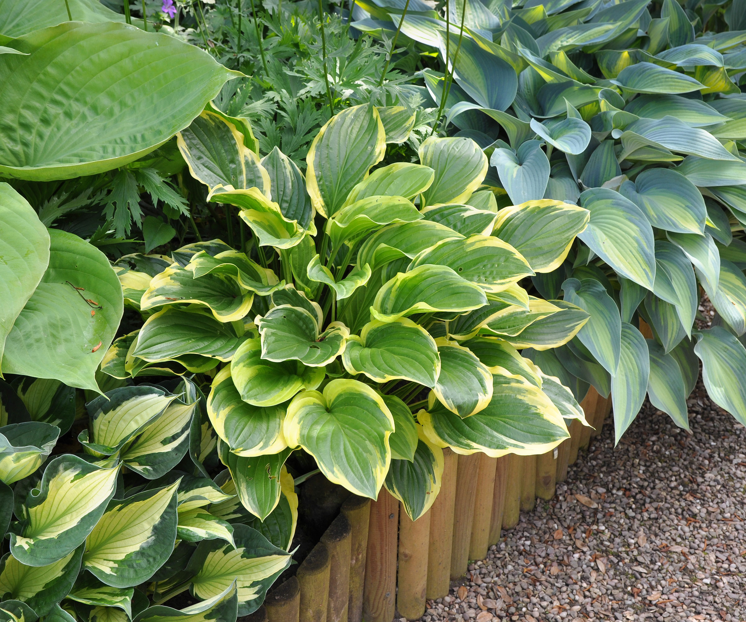 7 best raised flower bed ideas for longer lasting floral color 4 hosta plants growing in raised bed