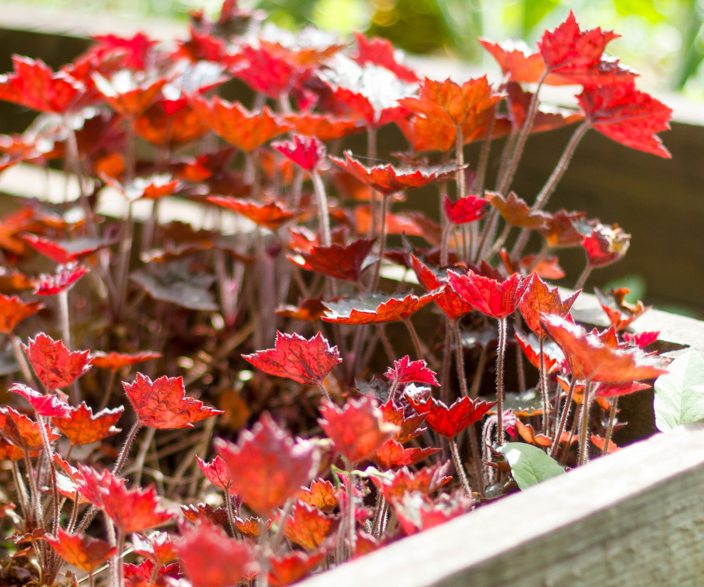 7 best raised flower bed ideas for longer lasting floral color 3 heuchera coral bells growing in raised bed