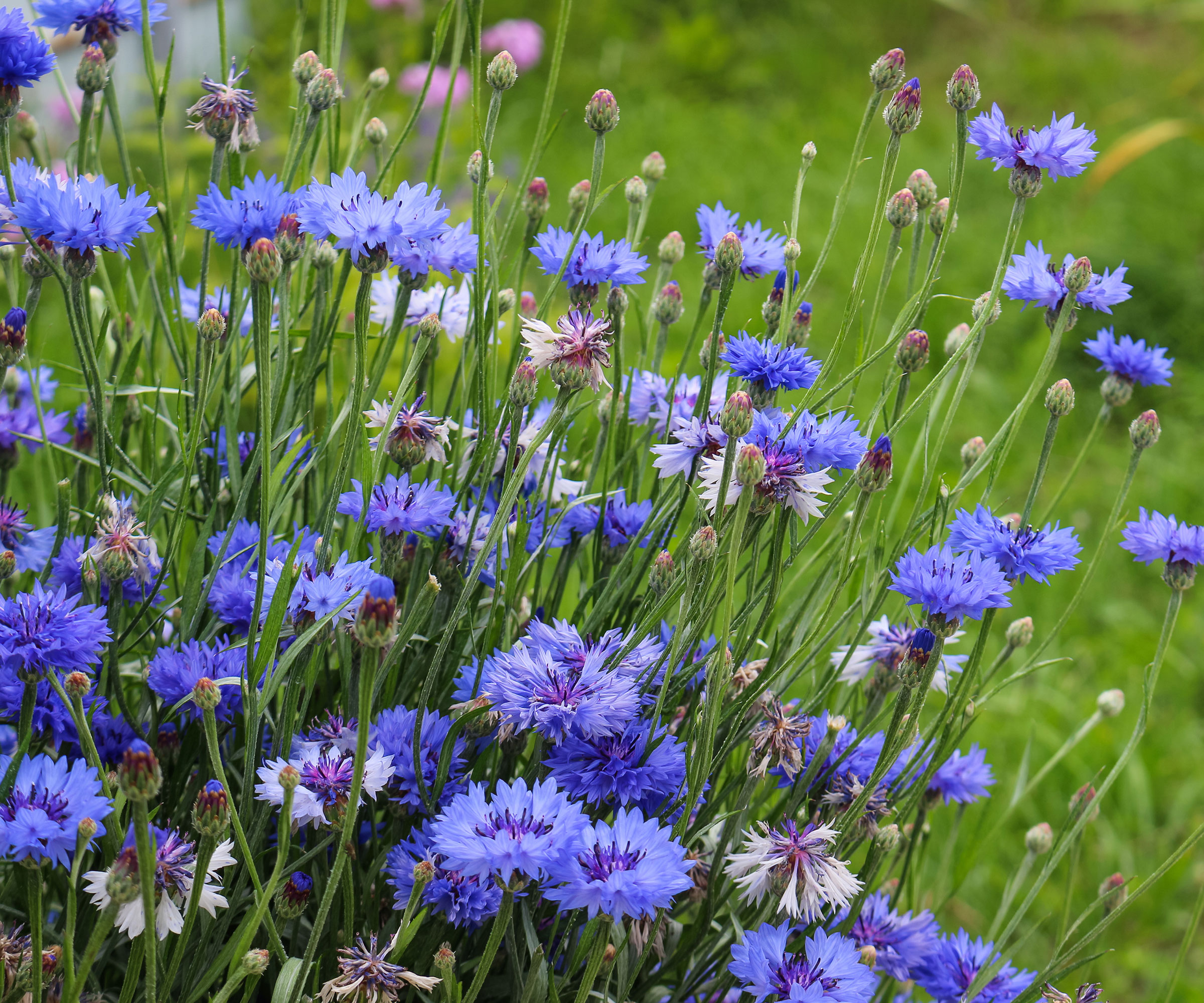 7 best raised flower bed ideas for longer lasting floral color 5 cornflowers flowering in raised bed in garden