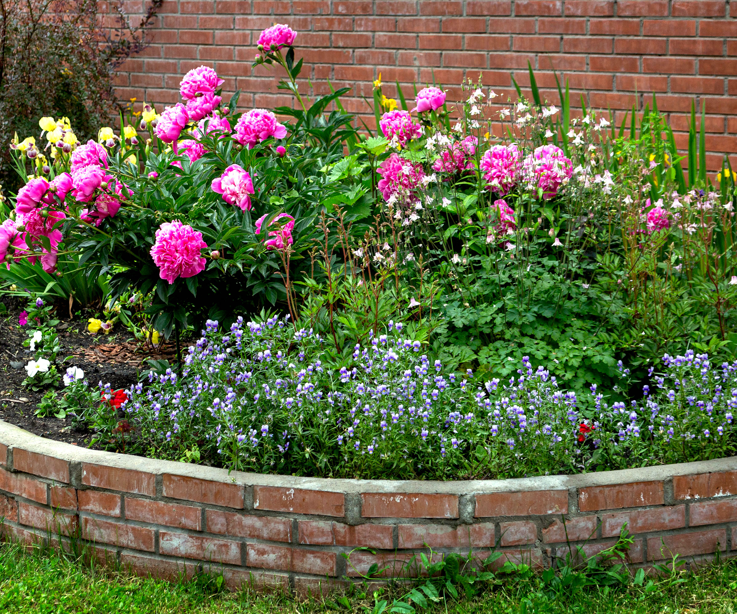 7 best raised flower bed ideas for longer lasting floral color 2 peonies growing in raised flower bed made of bricks