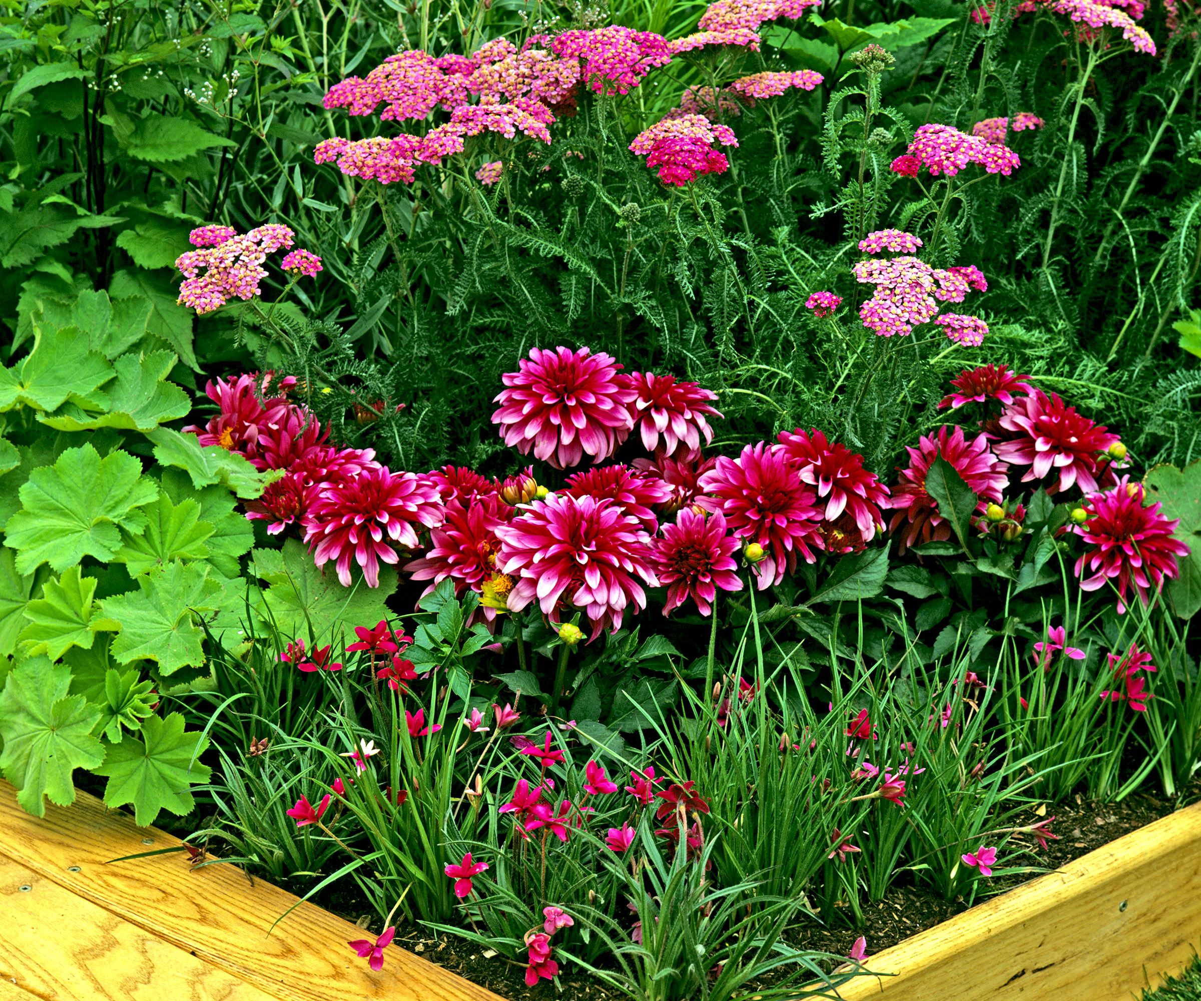 7 best raised flower bed ideas for longer lasting floral color 1 dahlias growing in raised flower bed