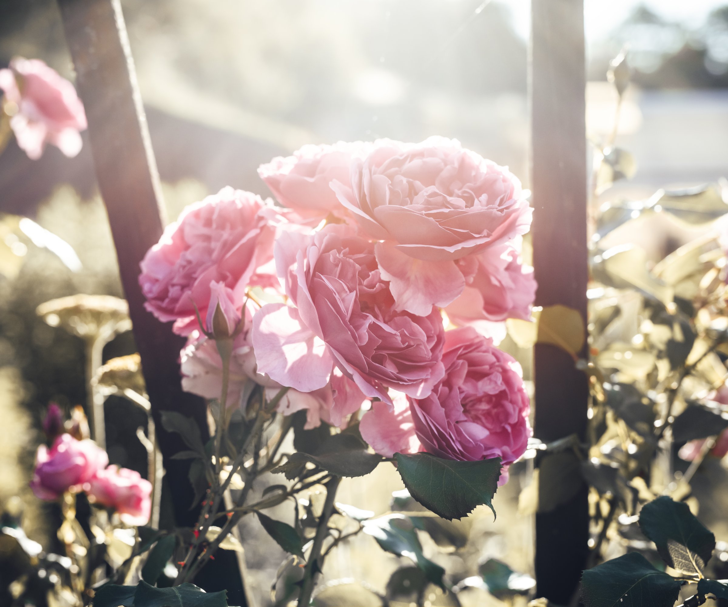 pink roses in the sunshine