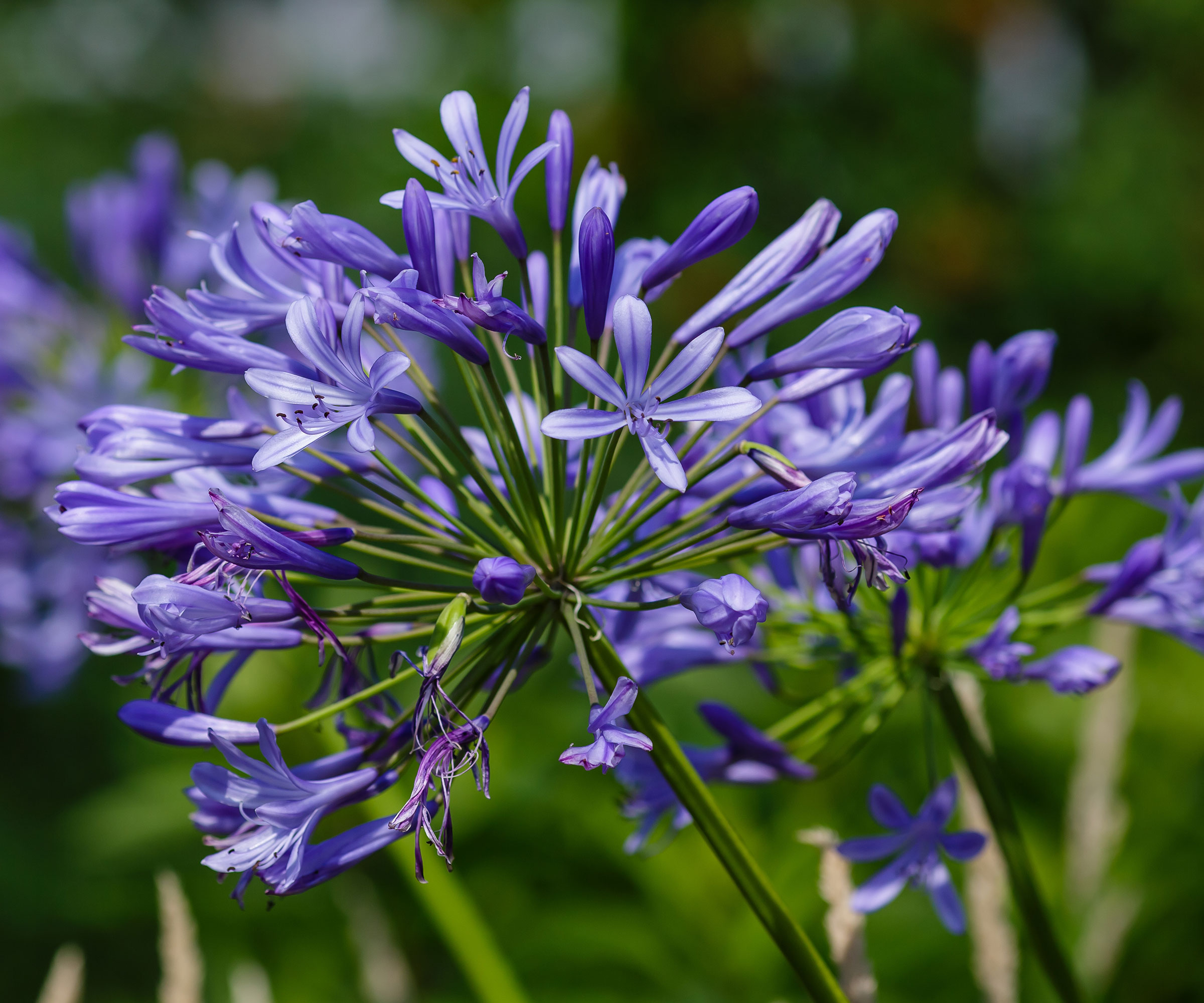 9 old fashioned flowers to transport you to another time 2 agapanthus in bloom with purple blue petals
