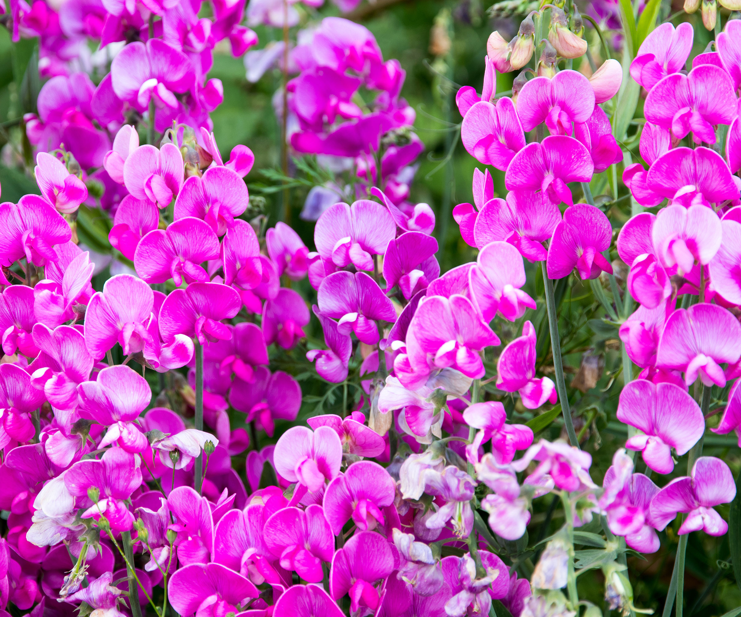 9 old fashioned flowers to transport you to another time 1 sweet peas in bloom with shades of pink and purple