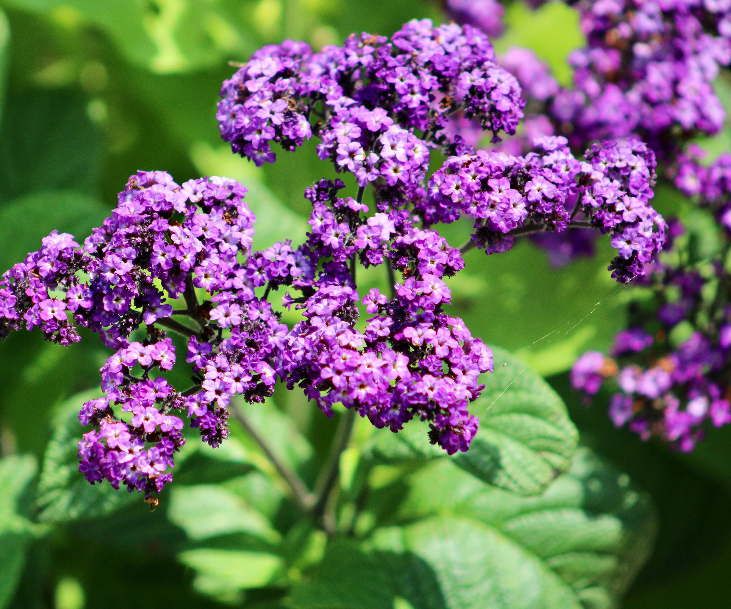 9 old fashioned flowers to transport you to another time 5 purple heliotrope in full bloom