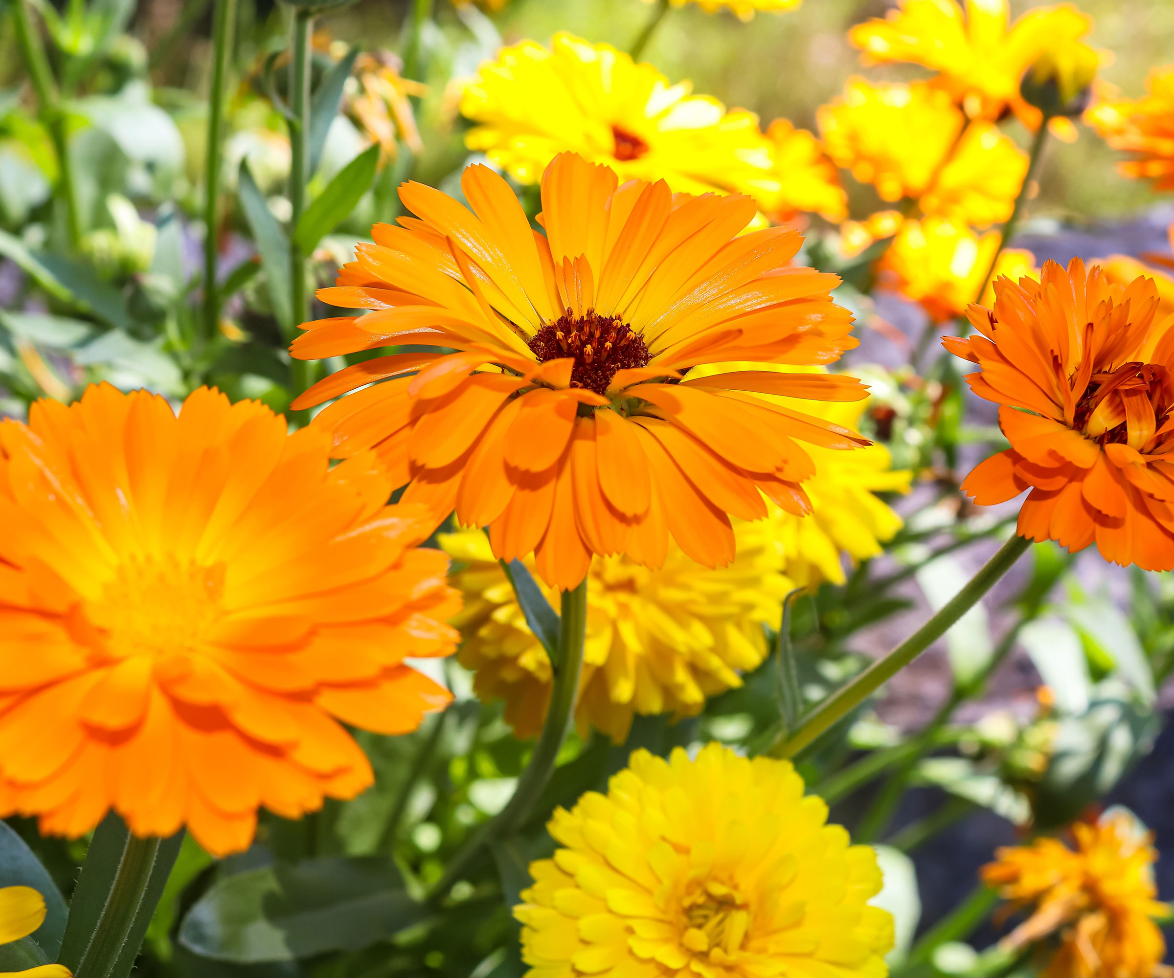9 old fashioned flowers to transport you to another time 6 flowering calendula with orange and yellow blooms