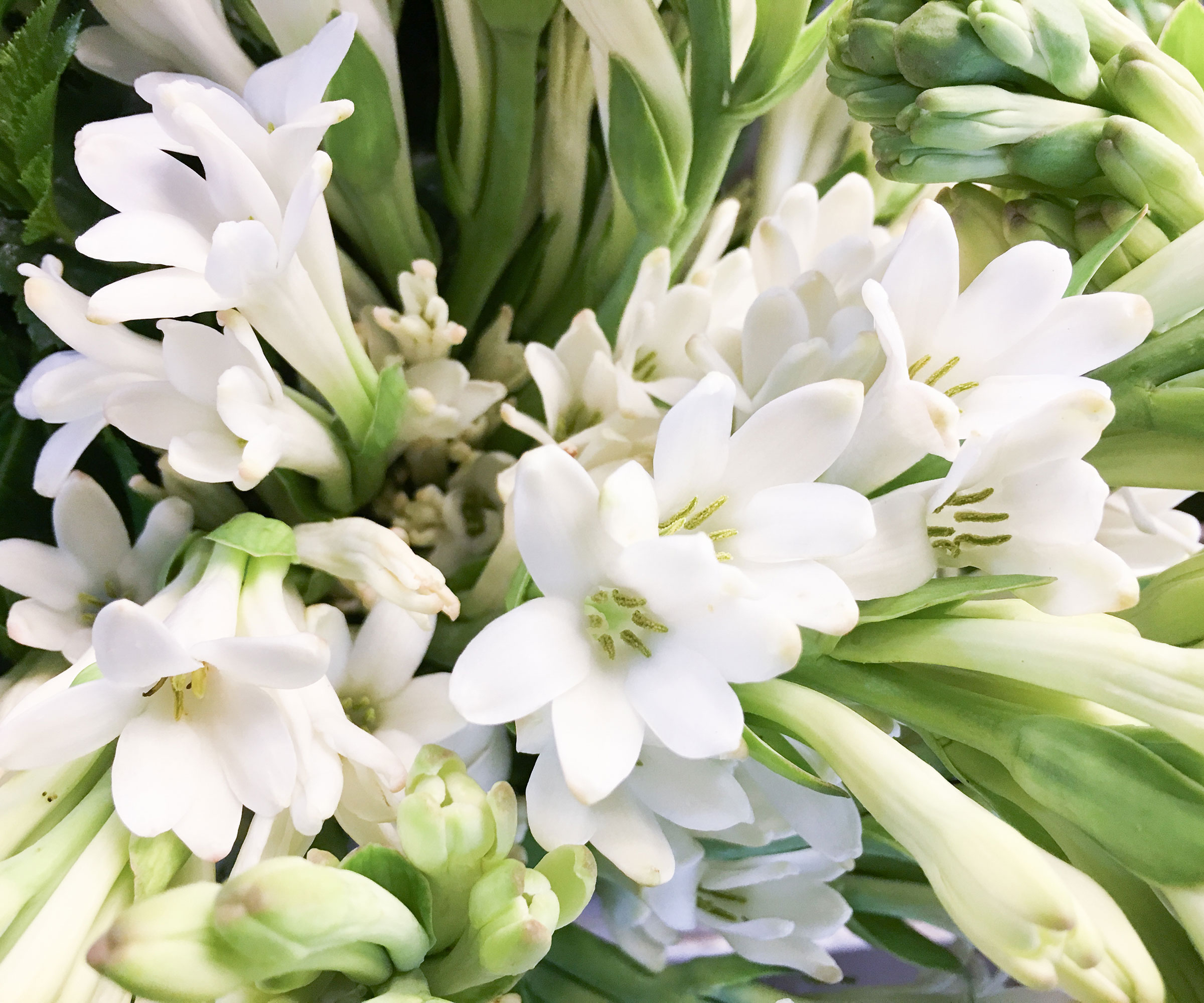 9 old fashioned flowers to transport you to another time 7 flowering tuberose with white petals