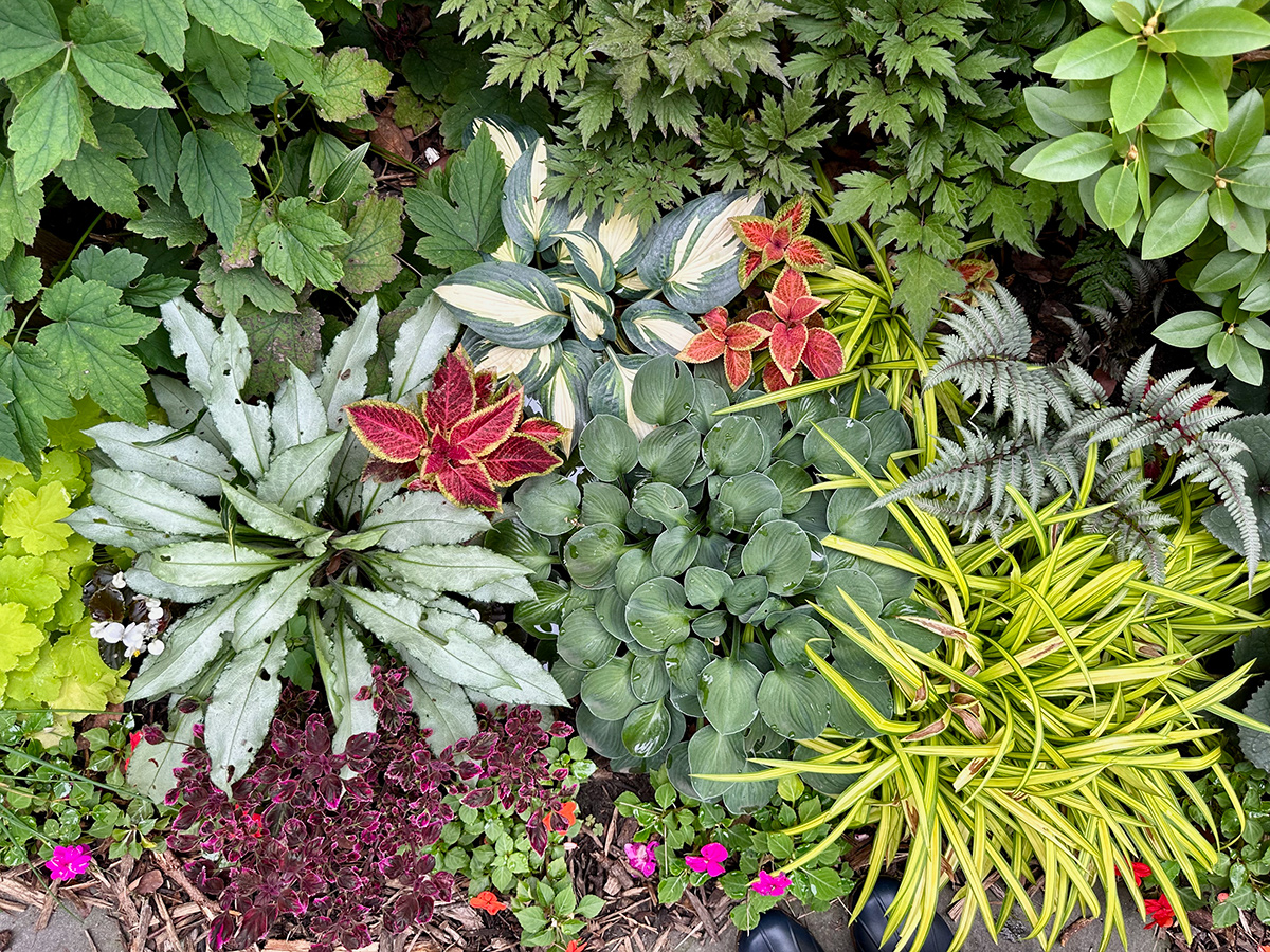 aerial view of colorful foliage plant garden bed