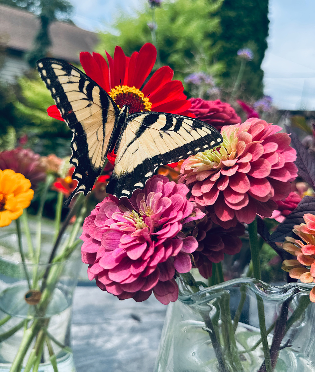 yellow butterfly on red and pink flowers