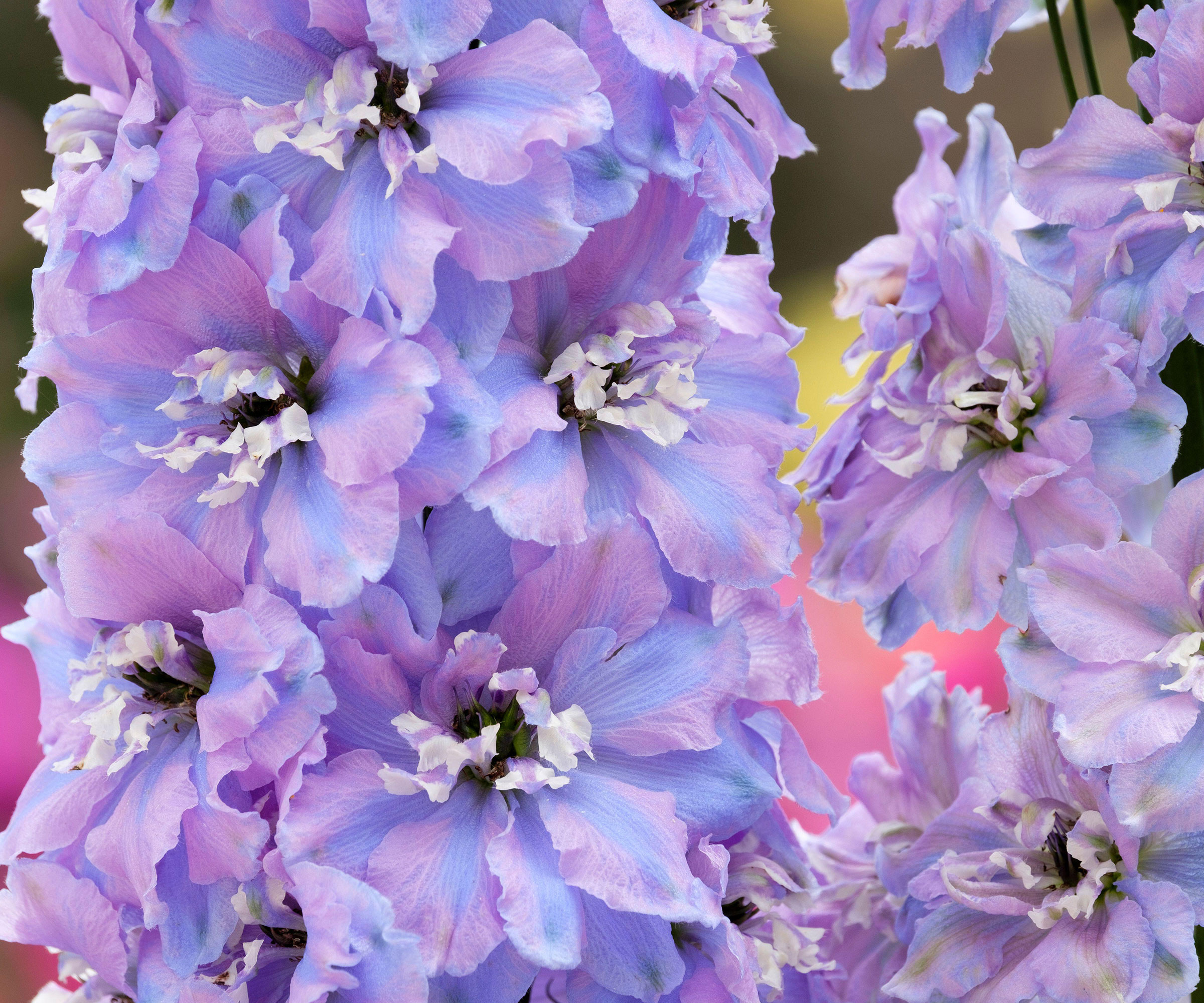 candle larkspur flowering in garden border