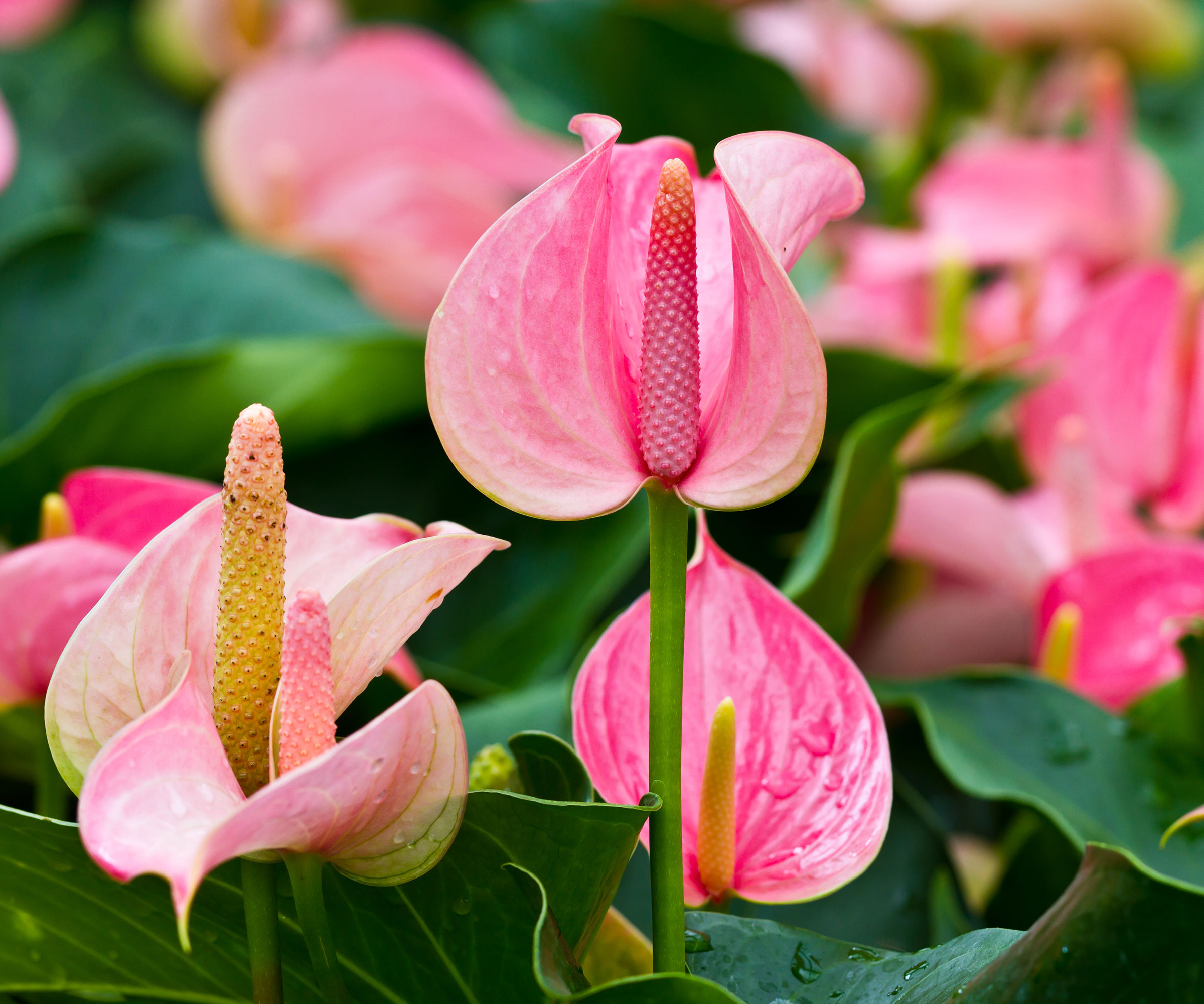 flamingo lily flowers growing in border