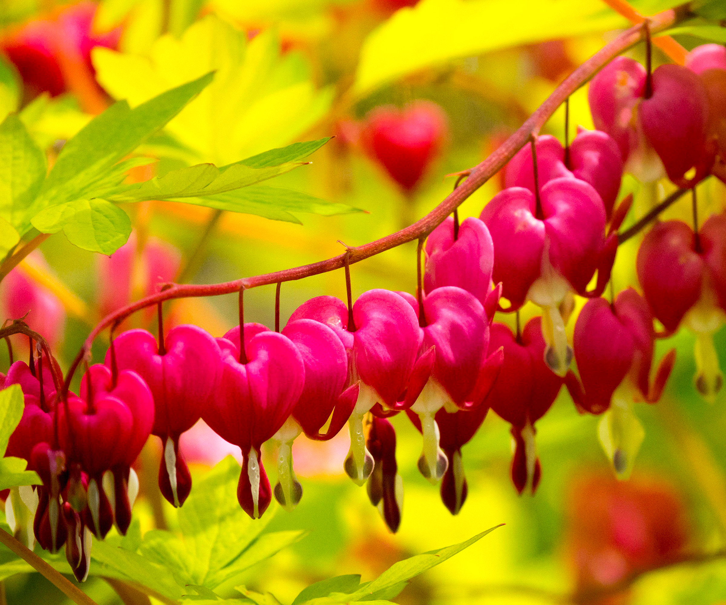 bleeding hearts plant flowering in shade