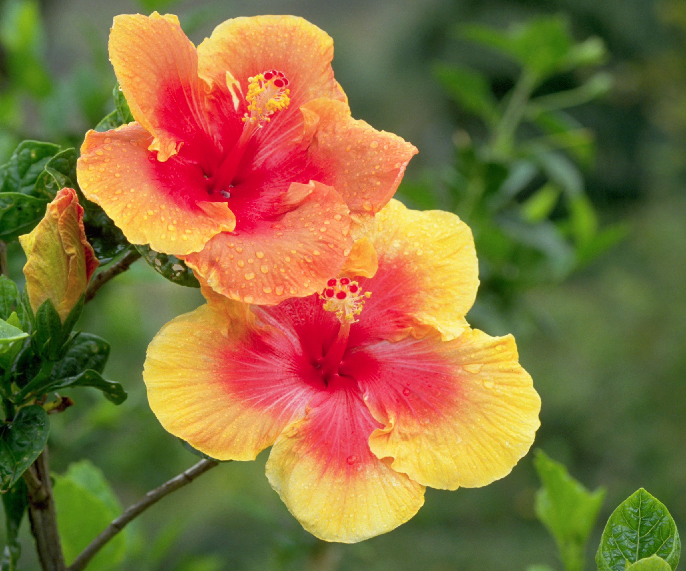 chinese rose hibiscus in full bloom