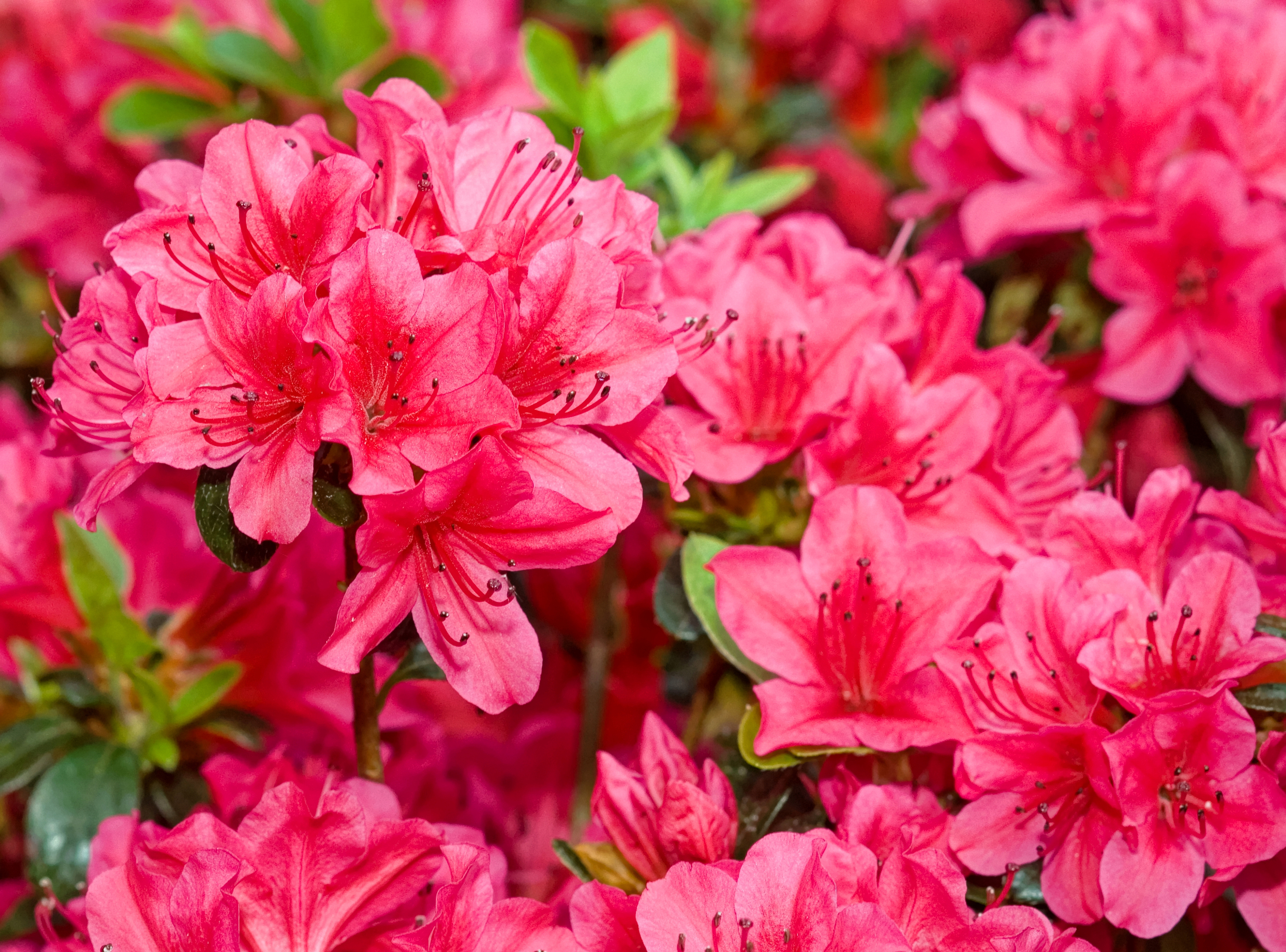 azalea flowering in early summer