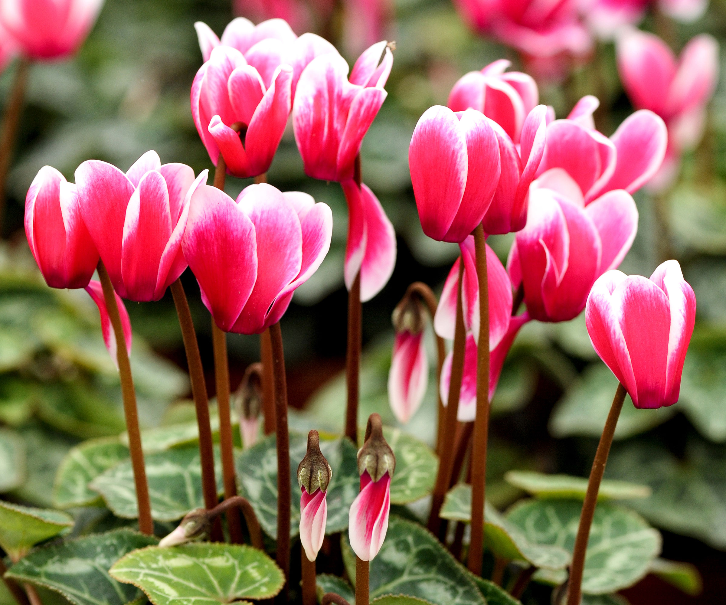cyclamen flowering in winter display