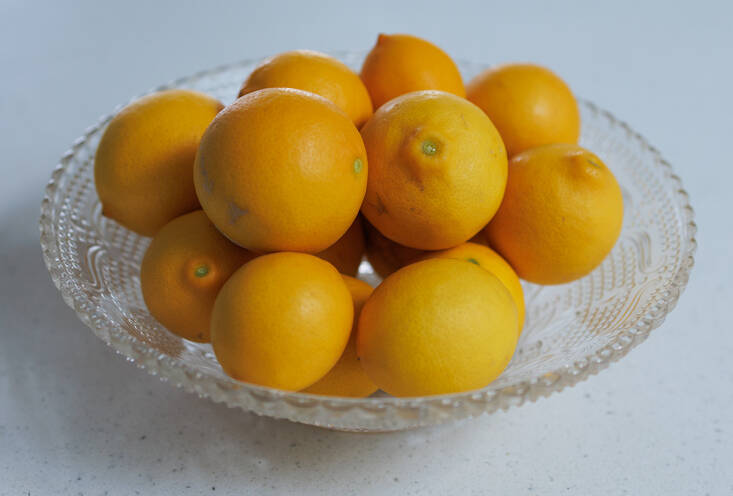 and meyer lemons