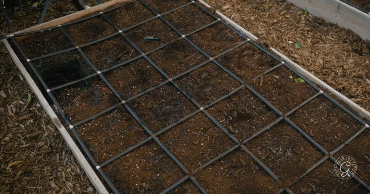 six things to know before you plant asparagus 2 a raised garden bed with a grid pattern is filled with soil, ready for planting—perfect for learning how to grow asparagus in a well-organized space.