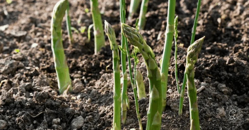 six things to know before you plant asparagus 1 young green asparagus spears growing upright in dark, tilled soil outdoors—an inspiring start for those learning how to grow asparagus.