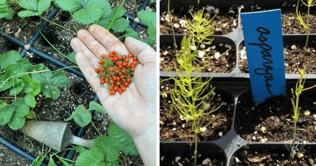 six things to know before you plant asparagus 5 a hand holds small red berries near green plants; young asparagus seedlings grow in a tray with a blue label, illustrating how to grow asparagus from seed.