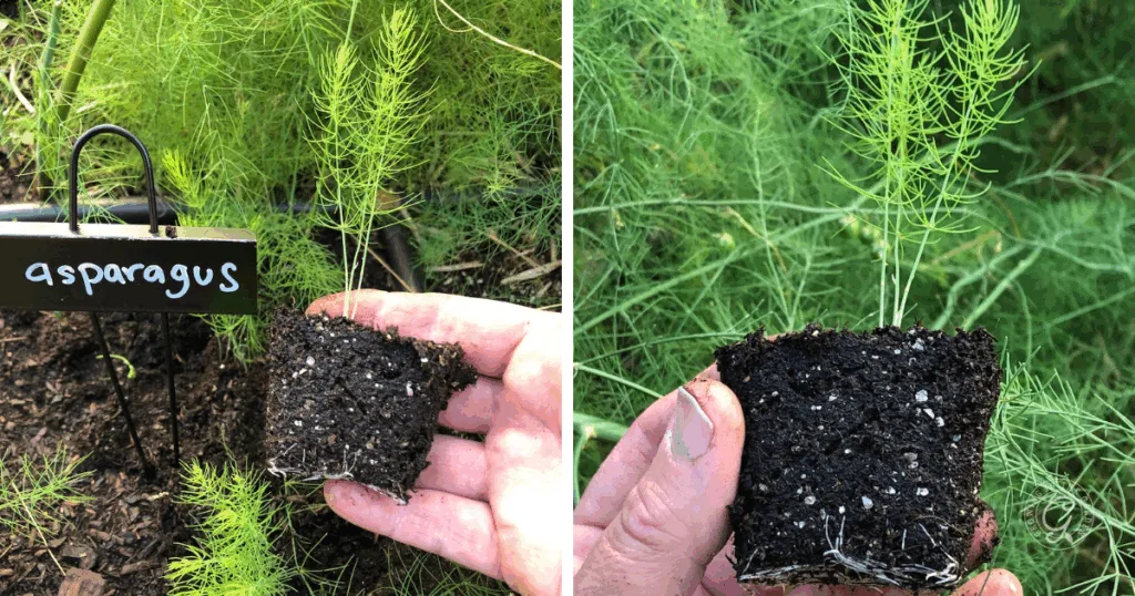six things to know before you plant asparagus 6 hand holding a small asparagus seedling with soil, near asparagus plants in a garden—perfect for illustrating how to grow asparagus from the very start.