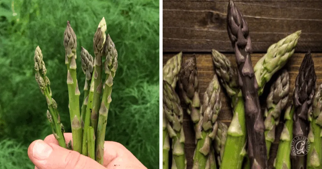 six things to know before you plant asparagus 7 green asparagus spears held by a hand next to purple asparagus spears on a wooden surface, perfect for illustrating how to grow asparagus at home.