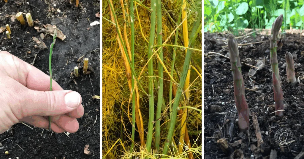 six things to know before you plant asparagus 9 three images illustrate how to grow asparagus, showing its stages from sprout to mature stalks and multiple young shoots.