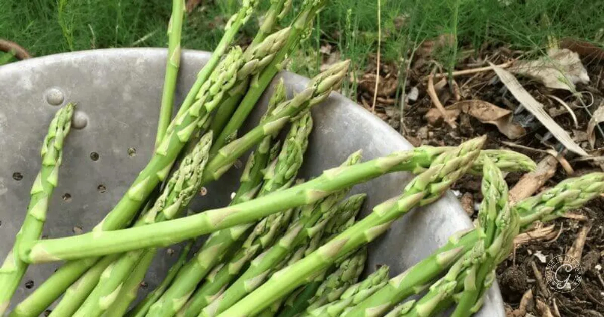 six things to know before you plant asparagus 10 freshly harvested asparagus spears in a metal colander outdoors, with soil and leaves in the background—perfect inspiration for learning how to grow asparagus in your own garden.
