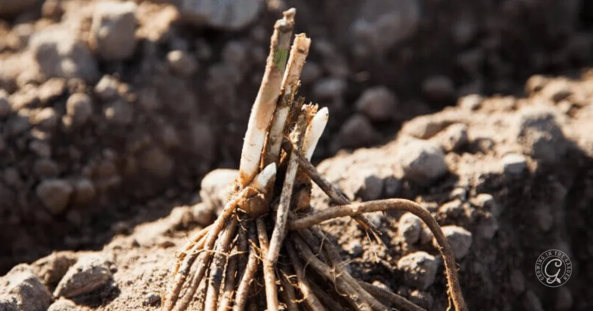 six things to know before you plant asparagus 8 bare root asparagus crowns with tangled roots rest on soil, ready for planting in a garden bed—an essential step in learning how to grow asparagus at home.