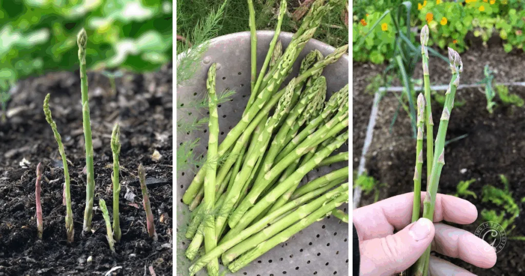 six things to know before you plant asparagus 11 three images illustrate how to grow asparagus: spears emerging from soil, freshly harvested asparagus, and asparagus held by a hand.