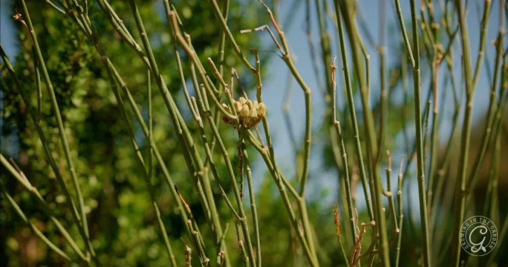 thin green stems with a cluster of small yellow flowers, often seen in butterfly garden arizona, stand out against a blurred green and blue outdoor background, attracting pollinators seeking nectar.