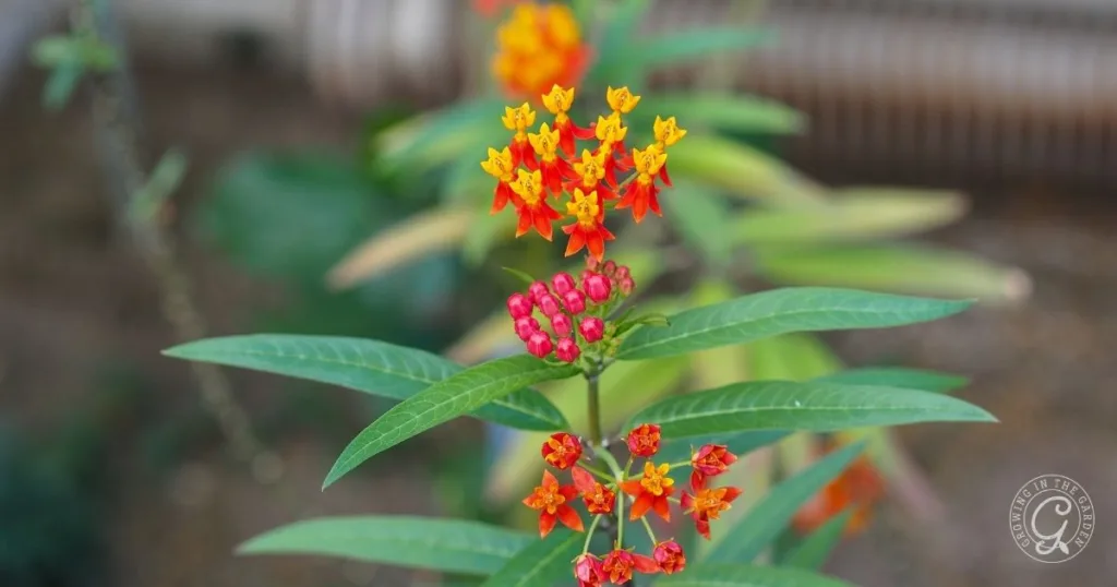 how to attract butterflies to your garden in arizona 27 close-up of a plant with green leaves and clusters of small red and yellow flowers, perfect for a butterfly garden in arizona; milkweeds like these attract pollinators.
