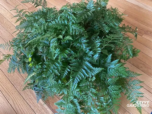 good houseplants for low light