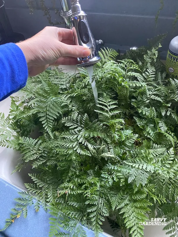 how to water a rabbit foot fern