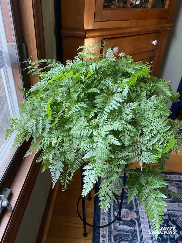 rabbit foot fern care guide