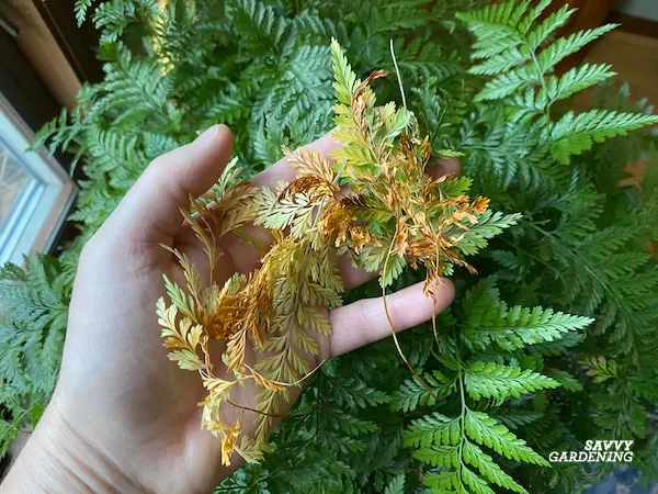 caring for ferns as houseplants