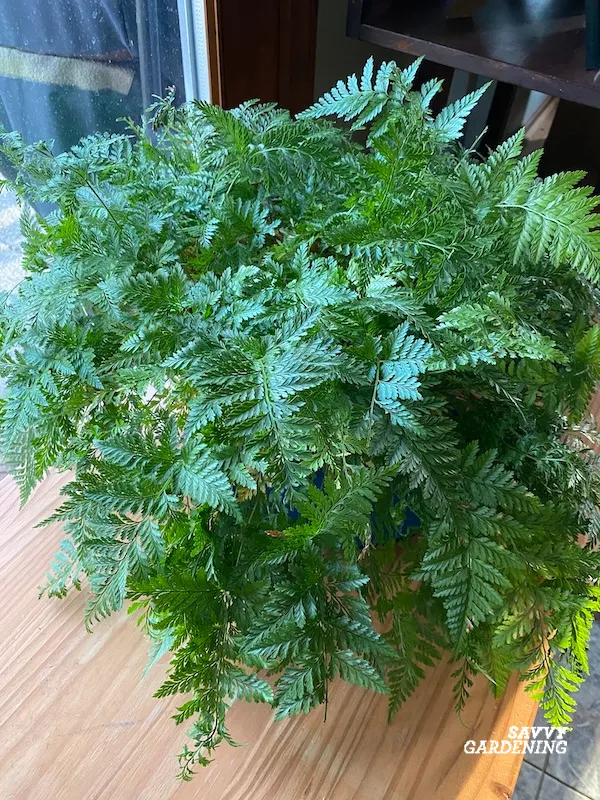 a great houseplant for low light