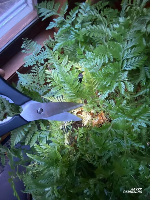 grooming houseplants