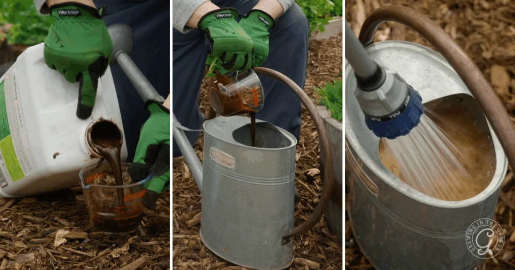 three panels: a person pours liquid organic fertilizer from a jug into a cup, then into a watering can, showing how to use it in the garden by spraying the mixture onto plants.