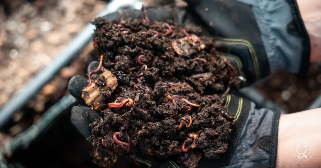 the best organic garden fertilizer for healthy soil 1 gloved hands holding dark, moist soil filled with red worms, likely for composting or vermiculture—nature’s best organic garden fertilizer in action.